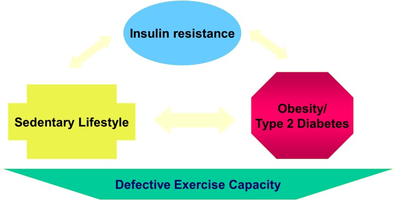 What Is The Link Between Exercise And Diabetes?